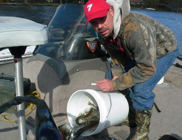 Chuck Graf filling up the livewell with young muskies to be float stocked