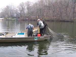 Members of NJF&W and Muskies inc collecting muskies from the trapnets at GWL