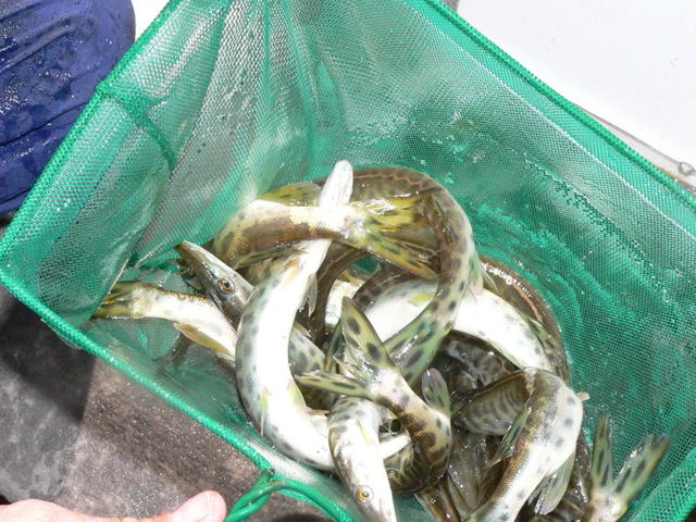 A net full of young muskies that can't wait to get into the lake