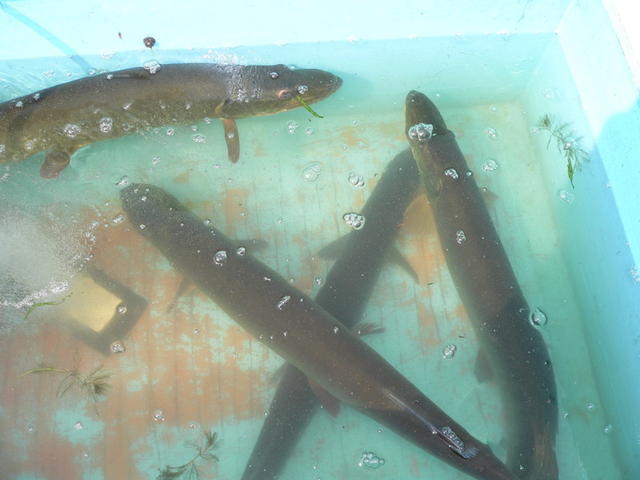Several breeder muskies caught during trapnetting