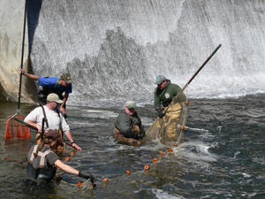 NJF&W working at saving fish that were caught below the dam at GWL