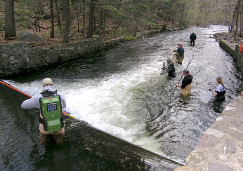 A great shot of the members from NJF&W rescuing fish below the dam at GWL