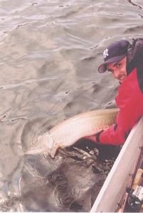Mike Giambron releasing another thick GWL musky