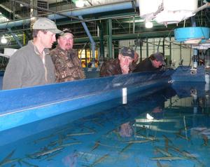 young muskies growing at the hatchery