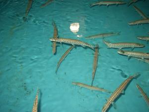 more photos of young muskies growing at the hatchery