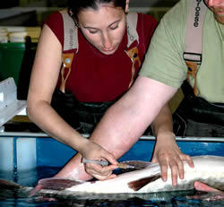 Rutgers intern Kristina Kravit injects a female muskie with spawning hormone.