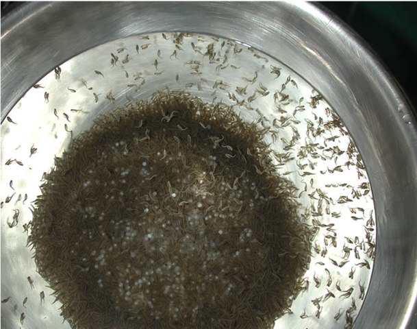 A large number of musky fry